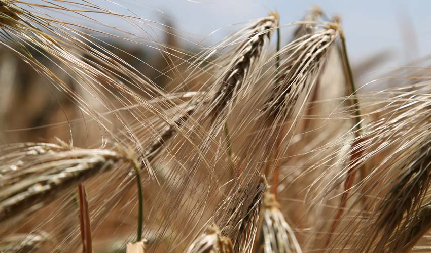 Regina Estética e Cabelo - Trigo